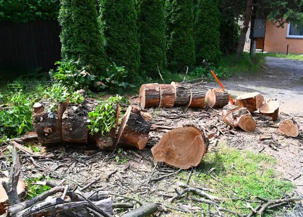 Experienced Tree Cutting Service for Large Trees